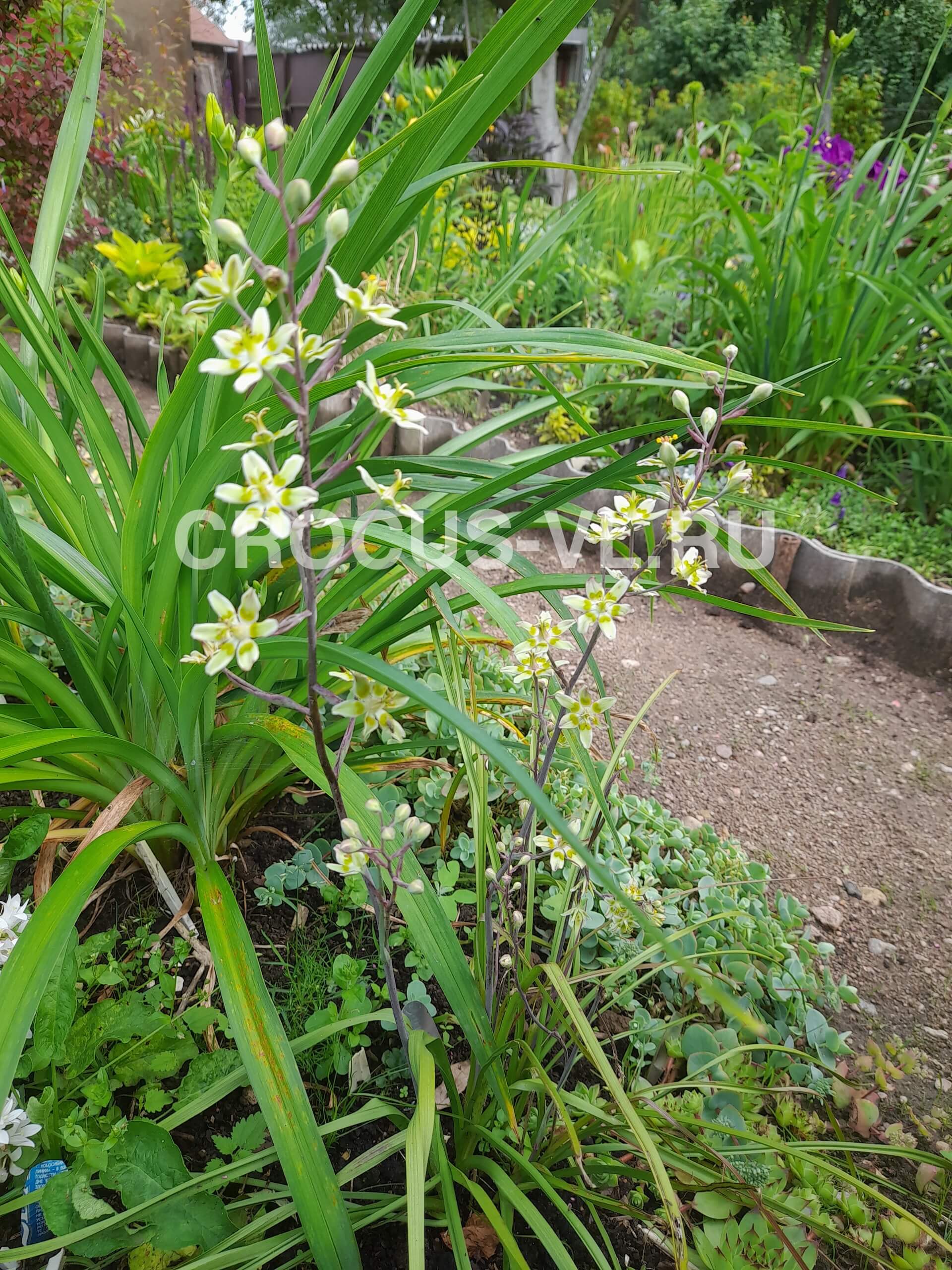 Зигаденус изящный